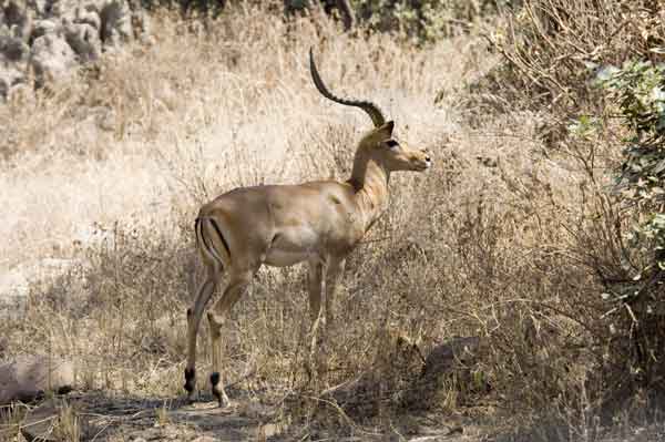 68 - Tanzania - Impala - parque nacional lago Manyara